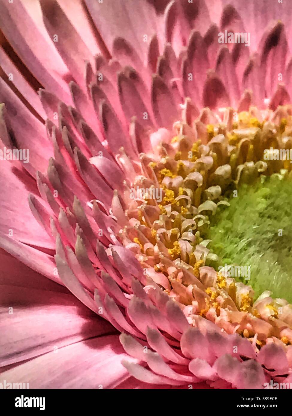 Pink Gerber Daisy macro Banque D'Images