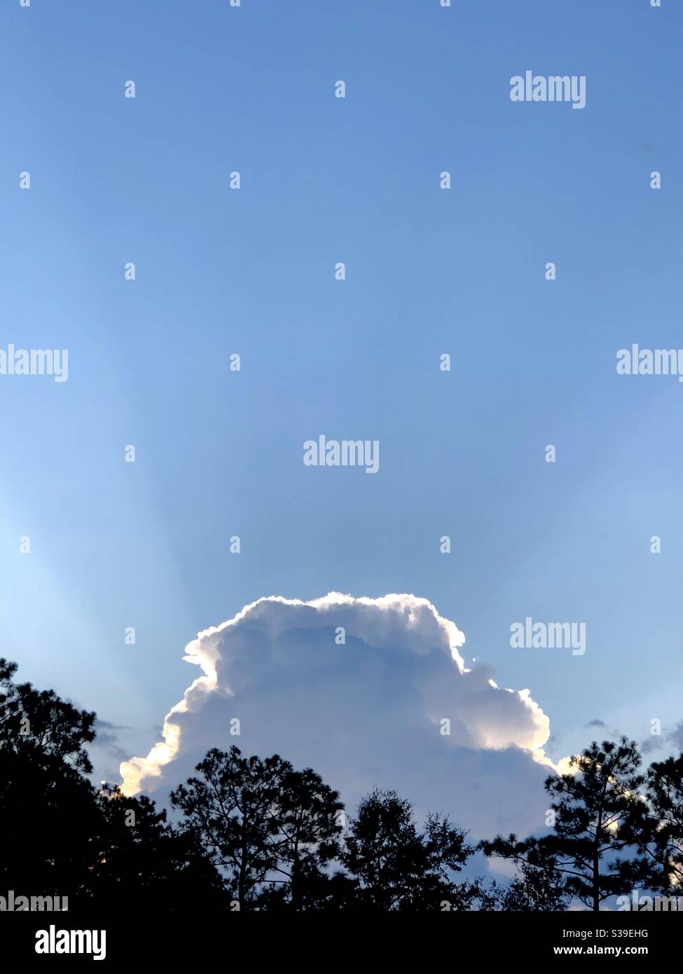 Beaucoup de ciel bleu clair après la tempête les nuages se retirent vers le soleil se coucher derrière eux. Silhouette des arbres au premier plan - Image de stock capturée avec un smartphone