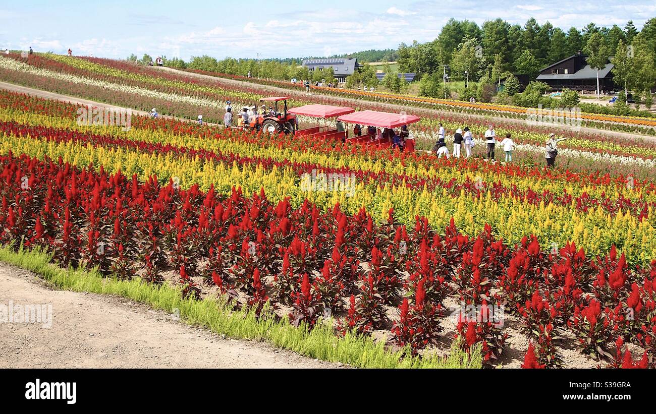 Shikisai no Oka à Hokkaido, Biei Banque D'Images