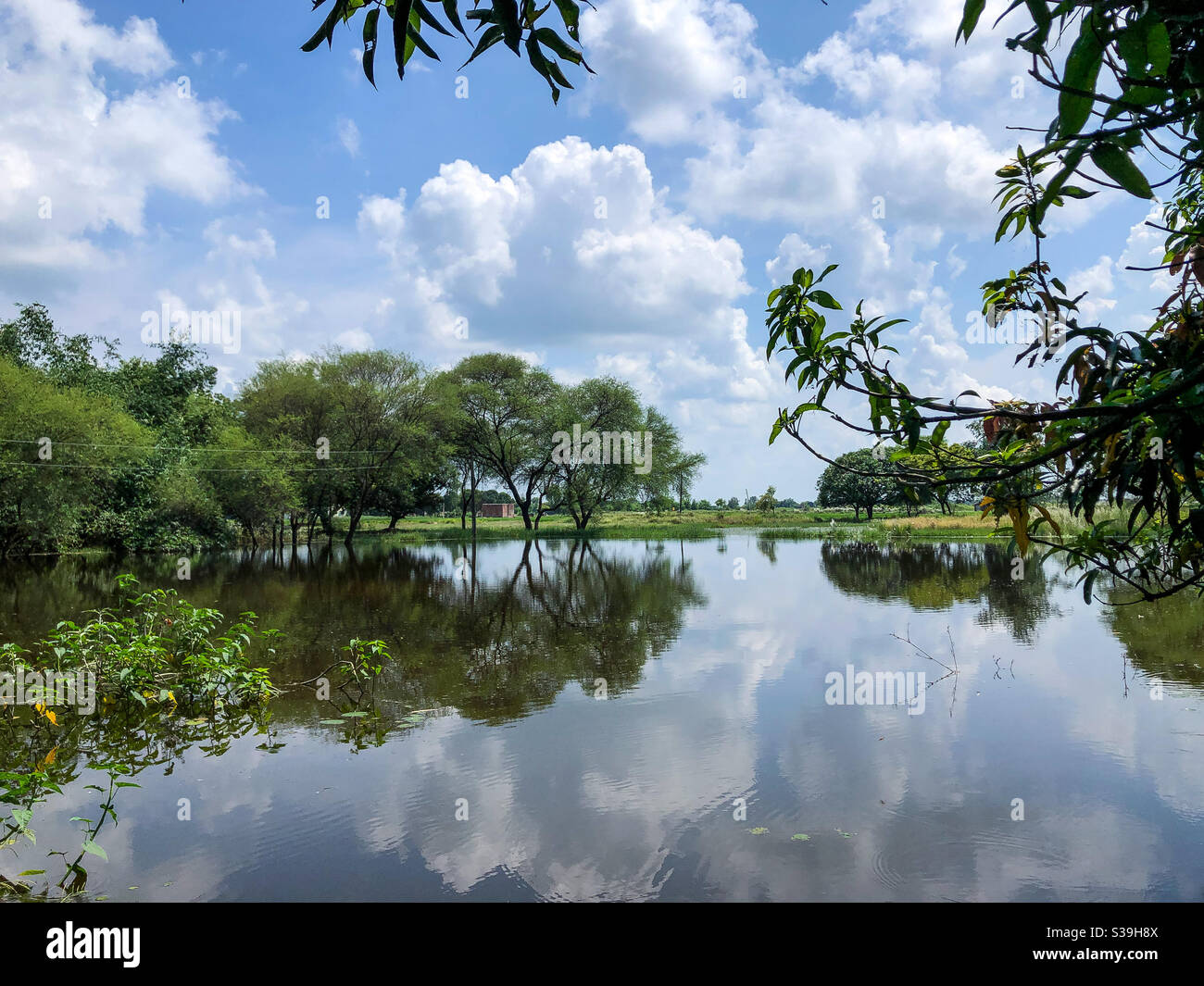 Réflexions de l'arbre et de la nature cliquez sur vue sur le lac Uttar Pradesh Banque D'Images