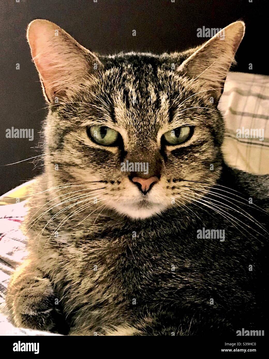 Portrait de beau chat tabby avec les yeux verts magnifiques, domestique ou américain court-air, compagnon d'intérieur animal de compagnie spayé femelle de secours kitty Banque D'Images