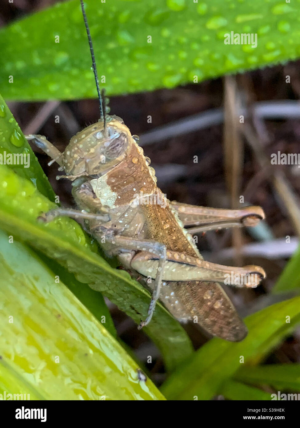 Grande sauterelle humide - Image de stock capturée avec un smartphone