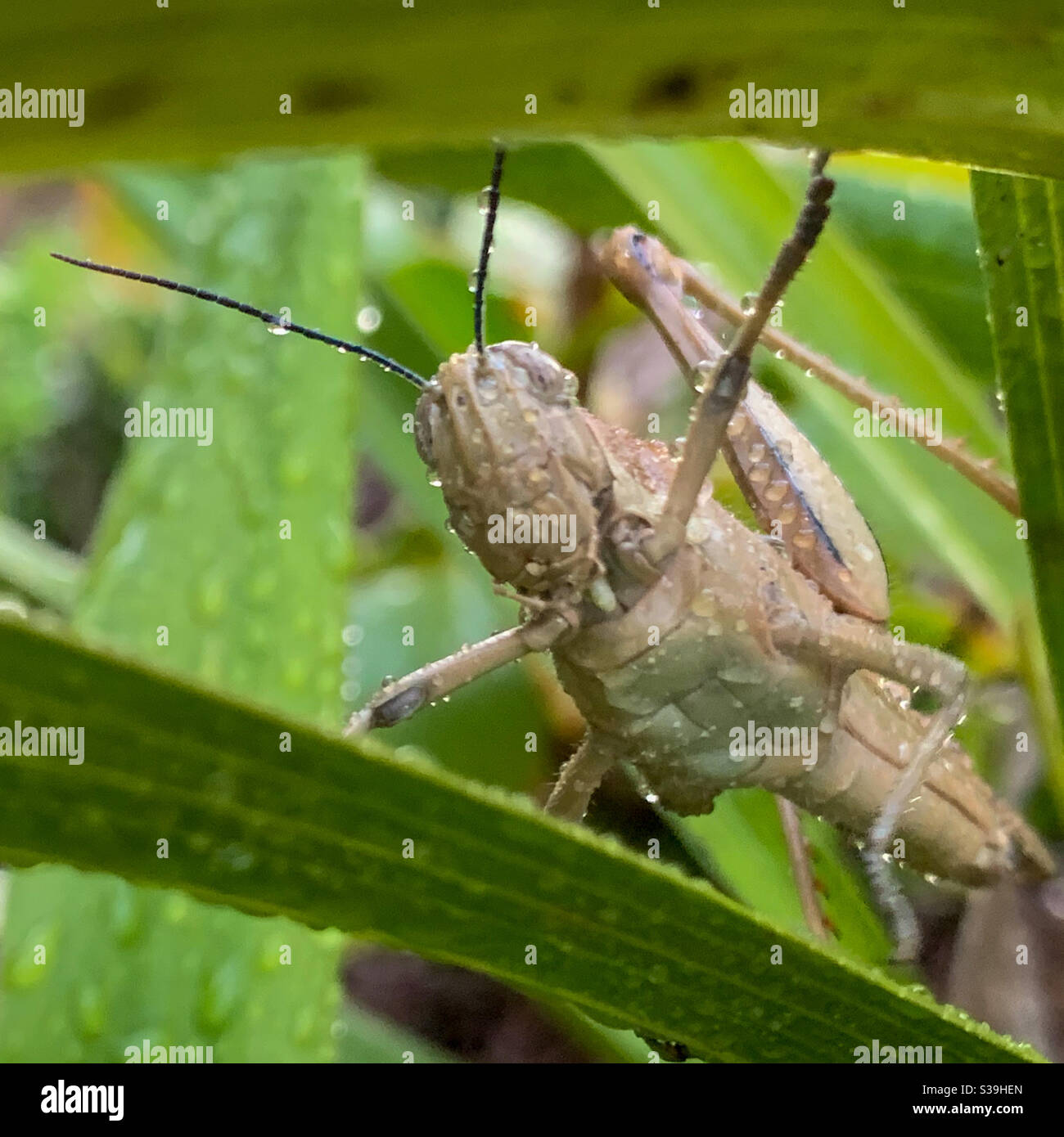 Grand broquet brun humide étiré sur deux feuilles - Image de stock capturée avec un smartphone