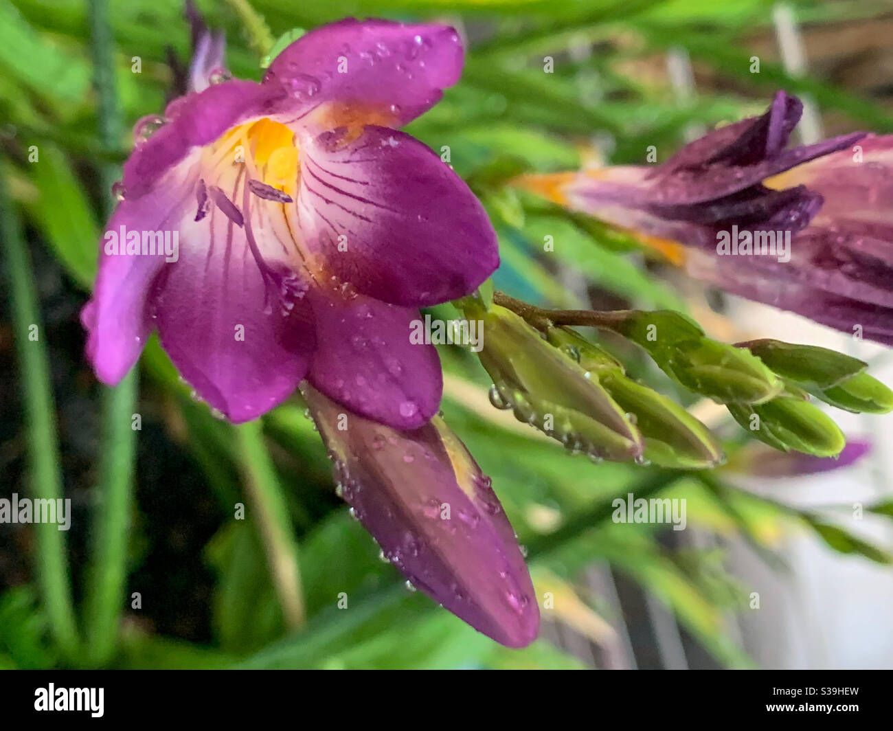 Freesias violets dans le jardin, fleurs et bourgeons fleurissent - Image de stock capturée avec un smartphone