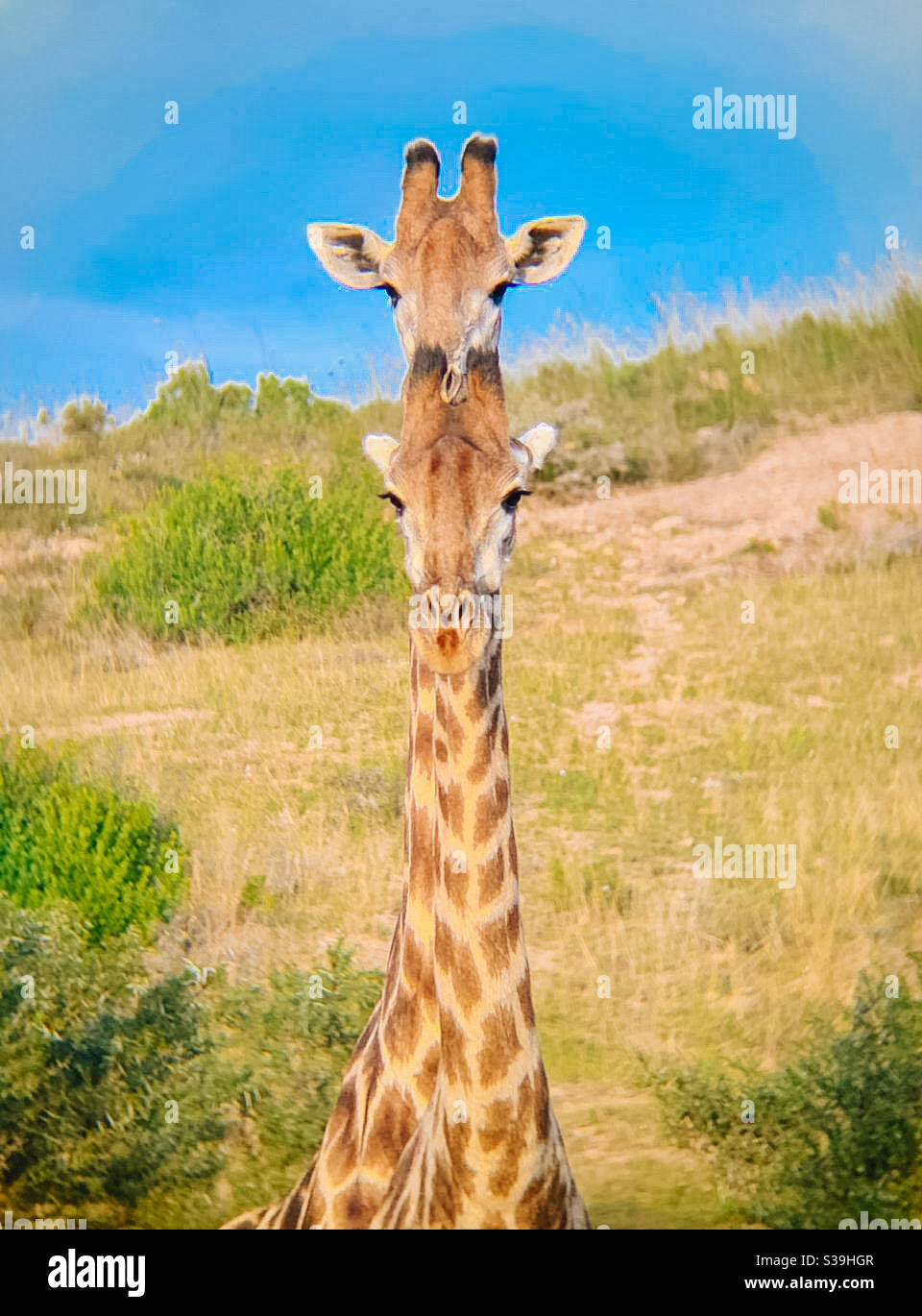 Afrique du Sud, Parc national Kruger, un beau couple de girafes Banque D'Images