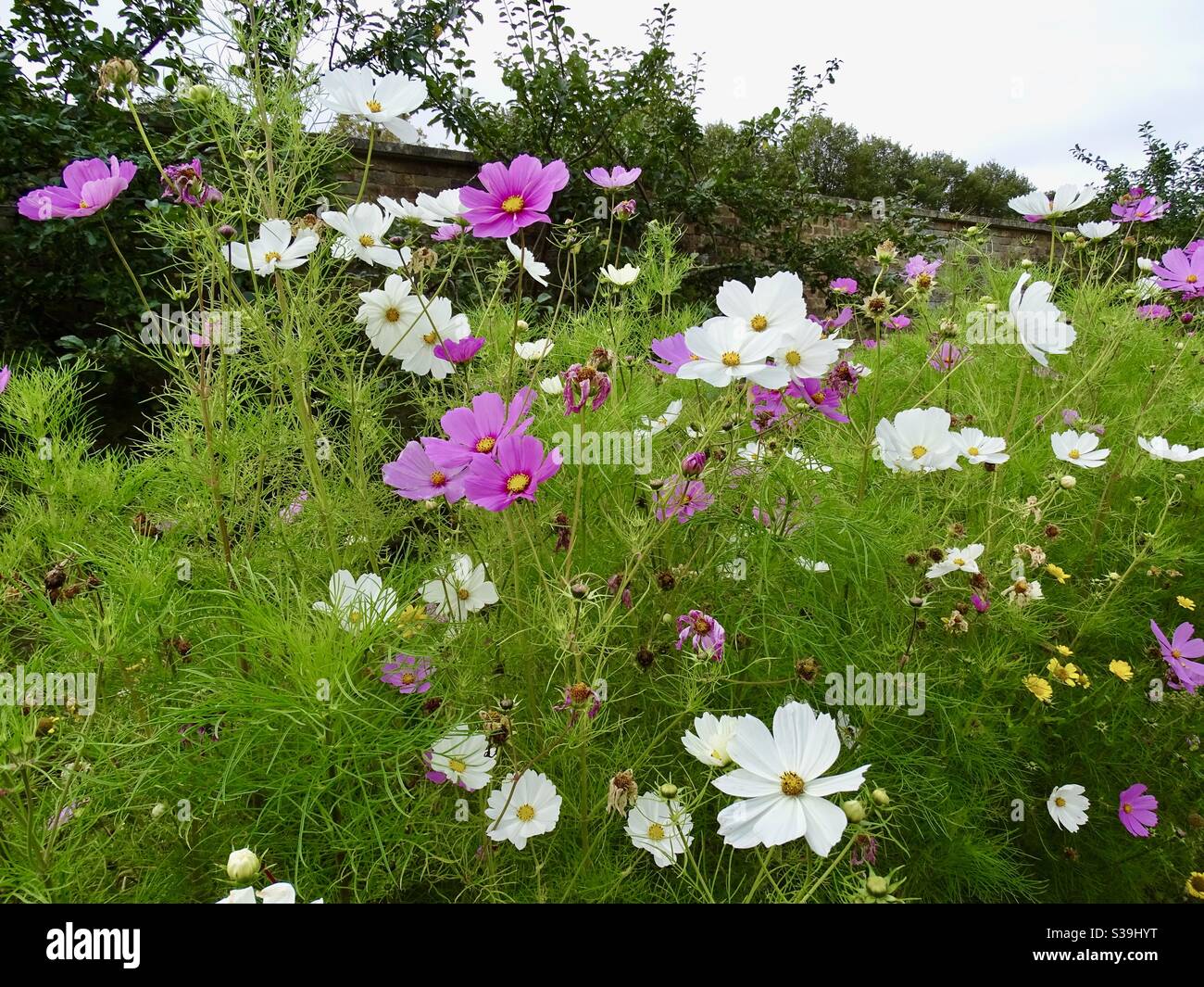 Magnifique exposition de fleurs cosmos dans un jardin de campagne anglais  au début de l'automne Photo Stock - Alamy