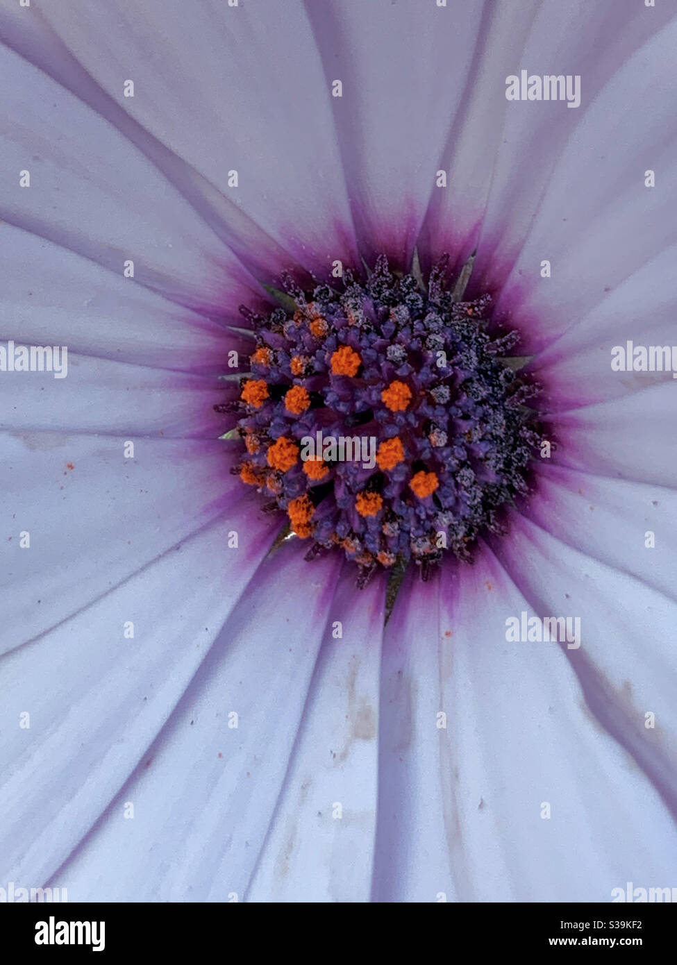 Pièce maîtresse, macro de pâquerette africaine pourpre et blanche Banque D'Images