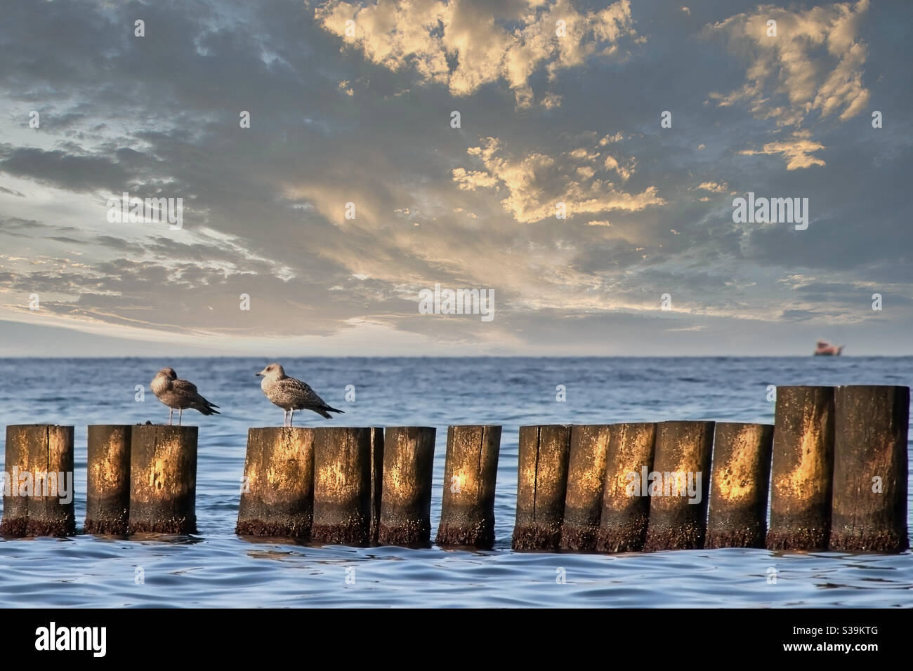 deux goélands de mer assis sur des groynes de bois abîmés devant de la mer avec un bateau à voile peu tranchant dans le arrière-plan Banque D'Images