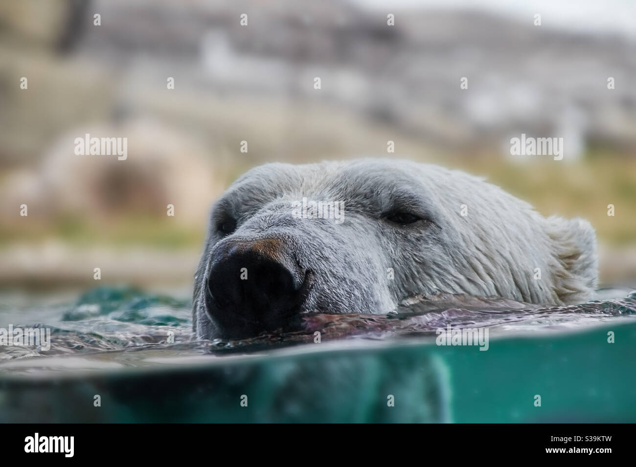 un ours polaire nage dans l'eau, seule la tête avec les oreilles, le nez et les yeux peut être vue au-dessus de l'eau turquoise Banque D'Images