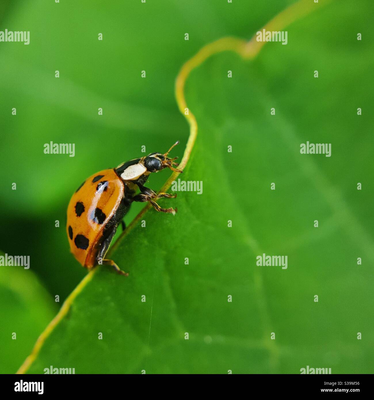 Arlequin Ladybird Climbing Leaf Banque D'Images