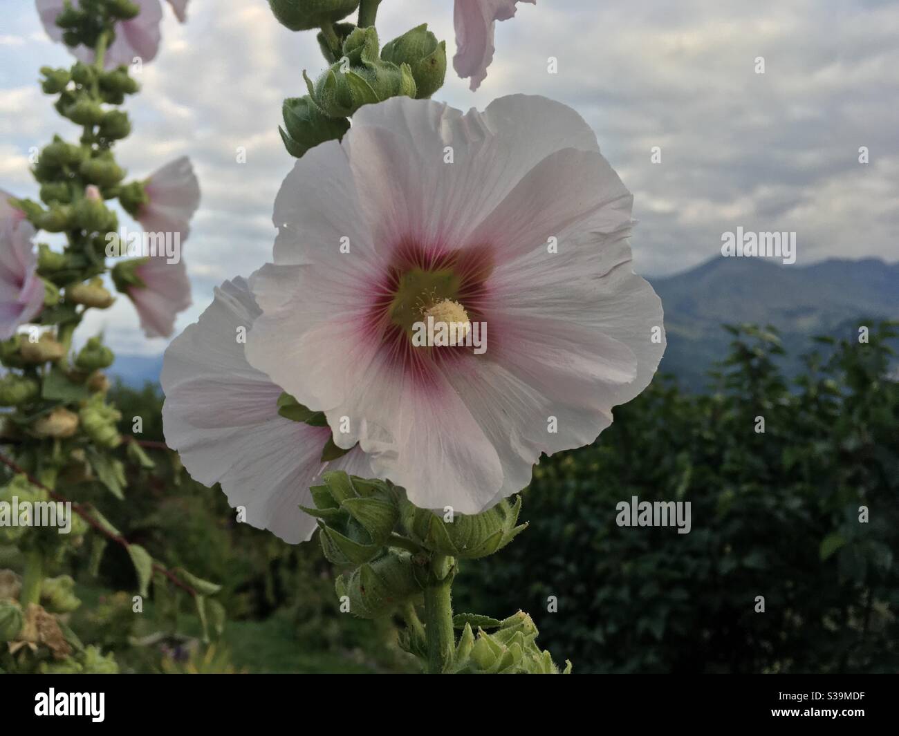 Alcea rosea Rose trémière en Maurienne Savoie Alpes Banque D'Images