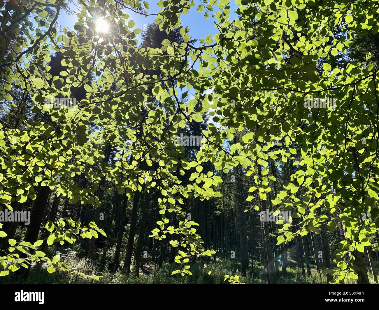 Feuilles sur un arbre dans une forêt éclairée par le dos lumière du soleil - Image de stock capturée avec un smartphone
