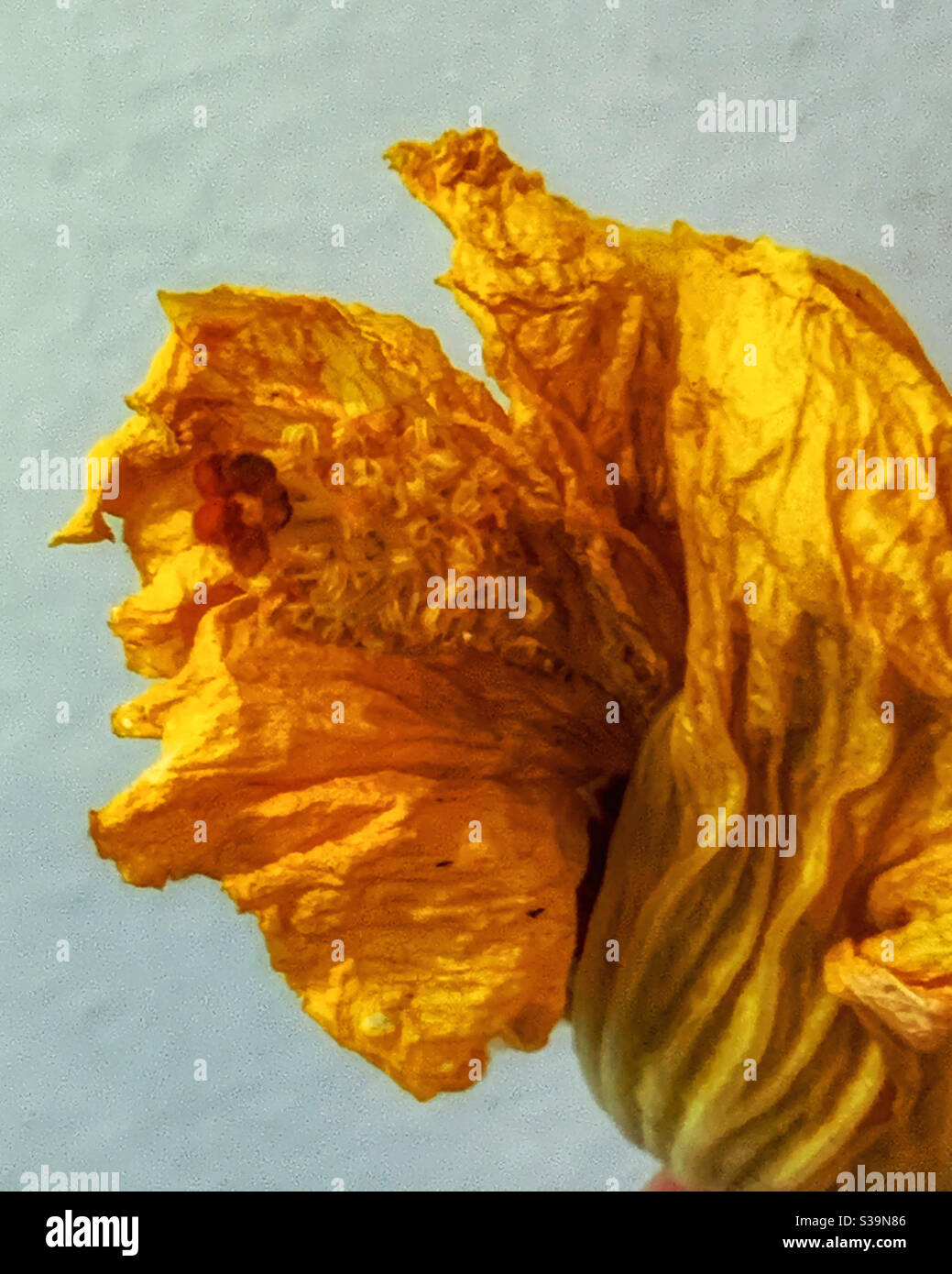 Fleur d'hibiscus jaune, déchelée et mourante mais ressemblant à un beau morceau de tissu de soie dorée Banque D'Images