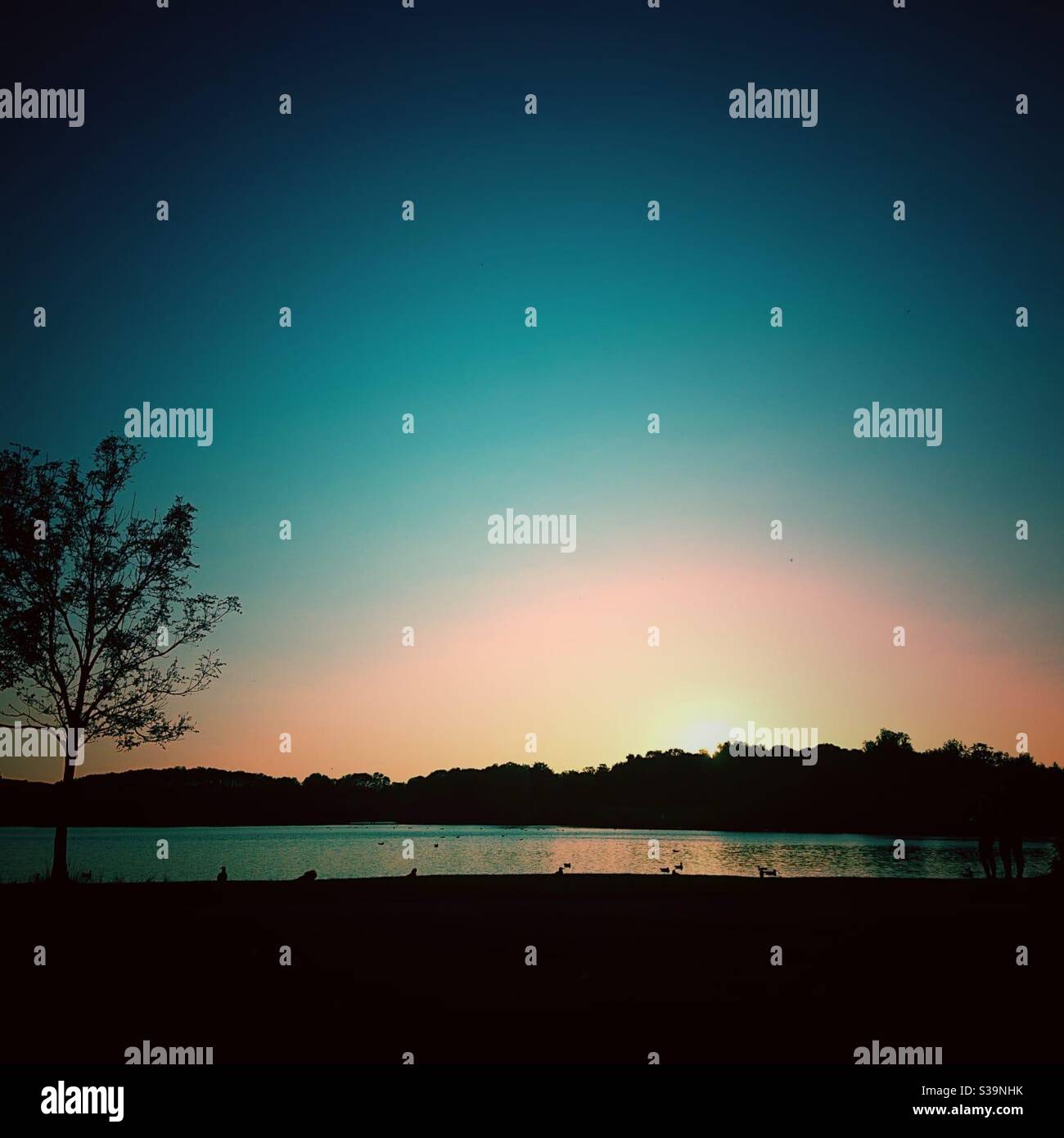 Photographie filtrée d'un coucher de soleil dans un parc avec un arbre et un lac. Banque D'Images