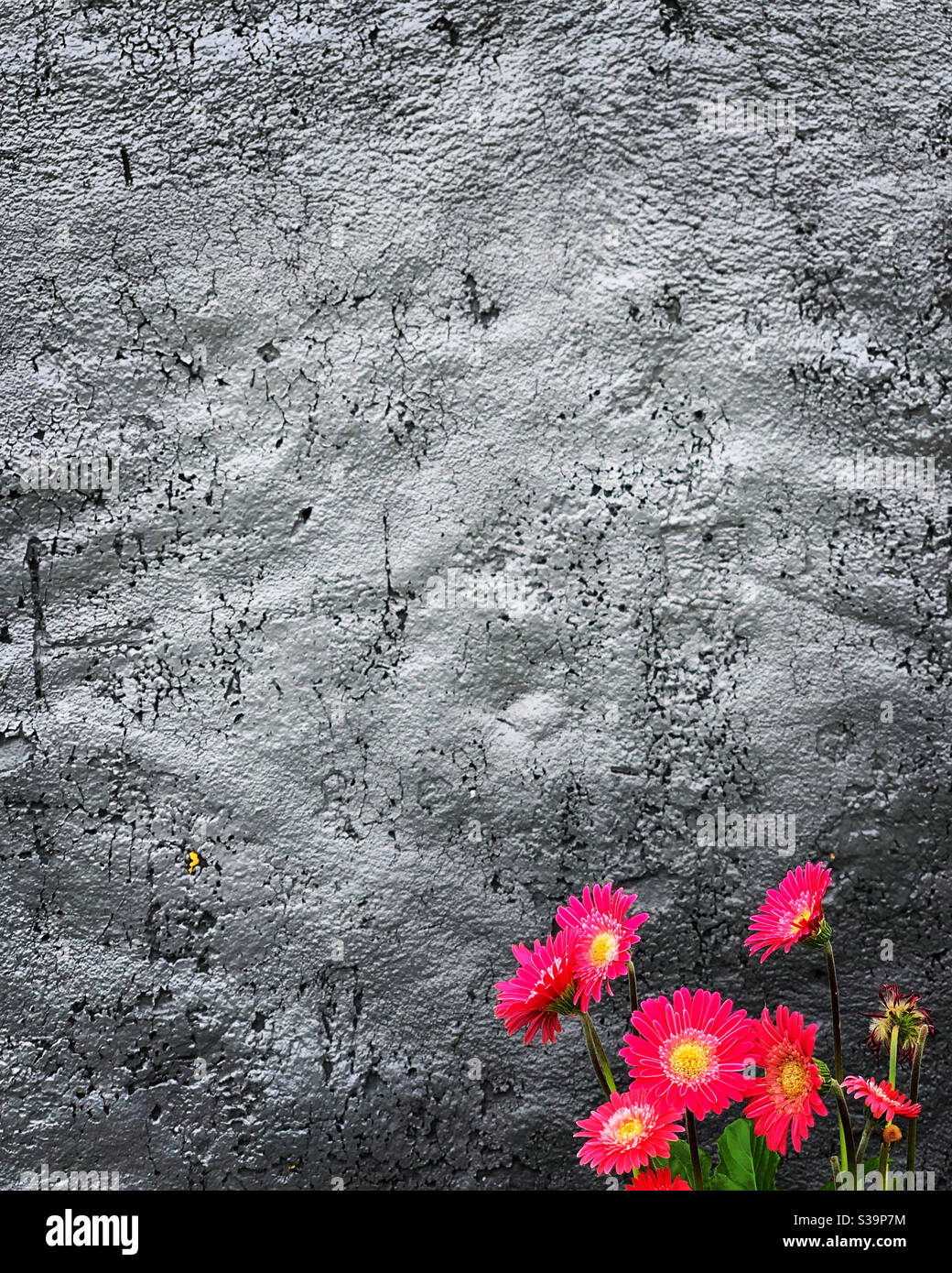 Fleurs roses - Image de stock capturée avec un smartphone