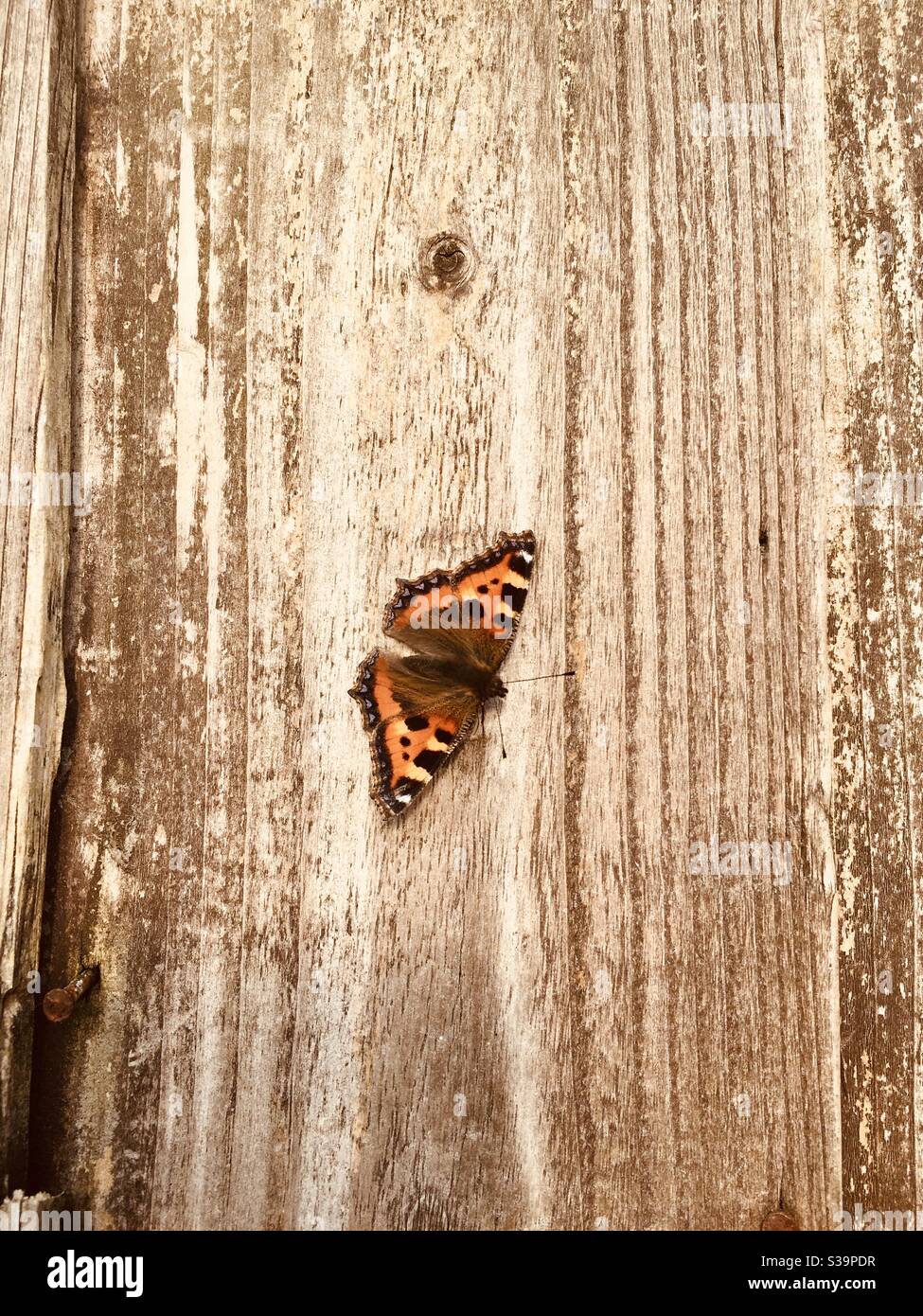 Image chaleureuse et vibrante d'un papillon de tortoiseshell sur un rustique Clôture de jardin en bois de merde au Royaume-Uni Banque D'Images