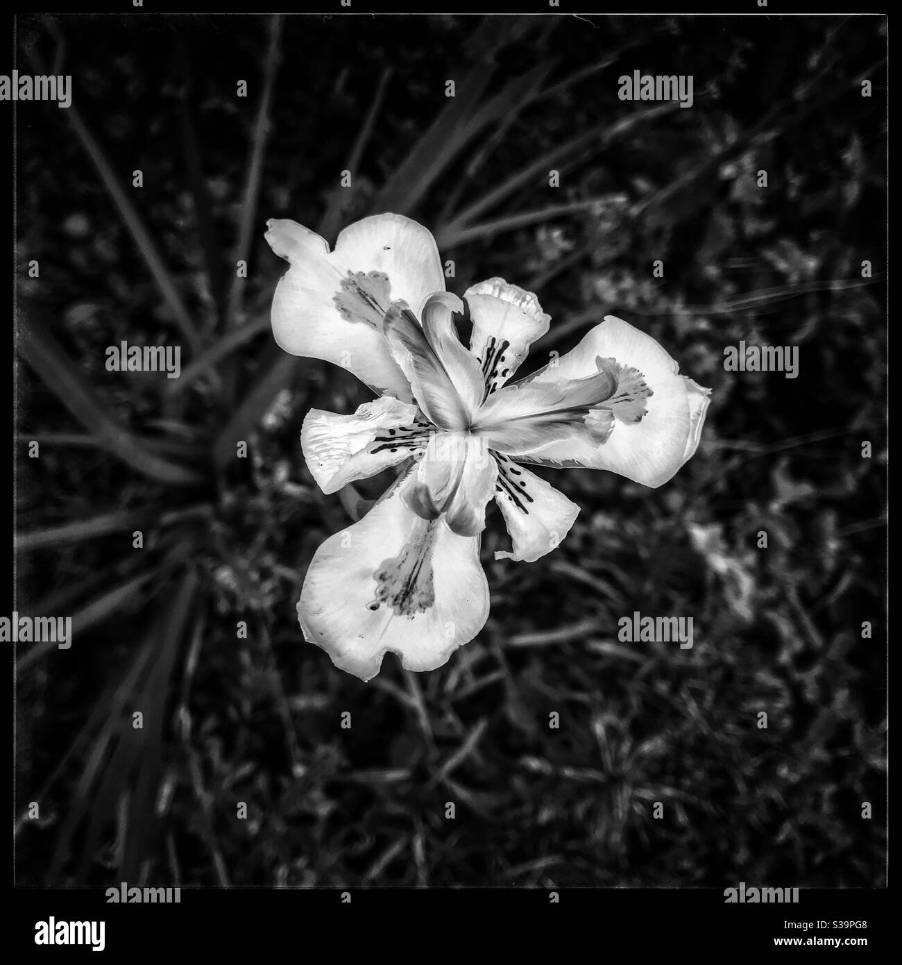 Fleur d'iris. Banque D'Images