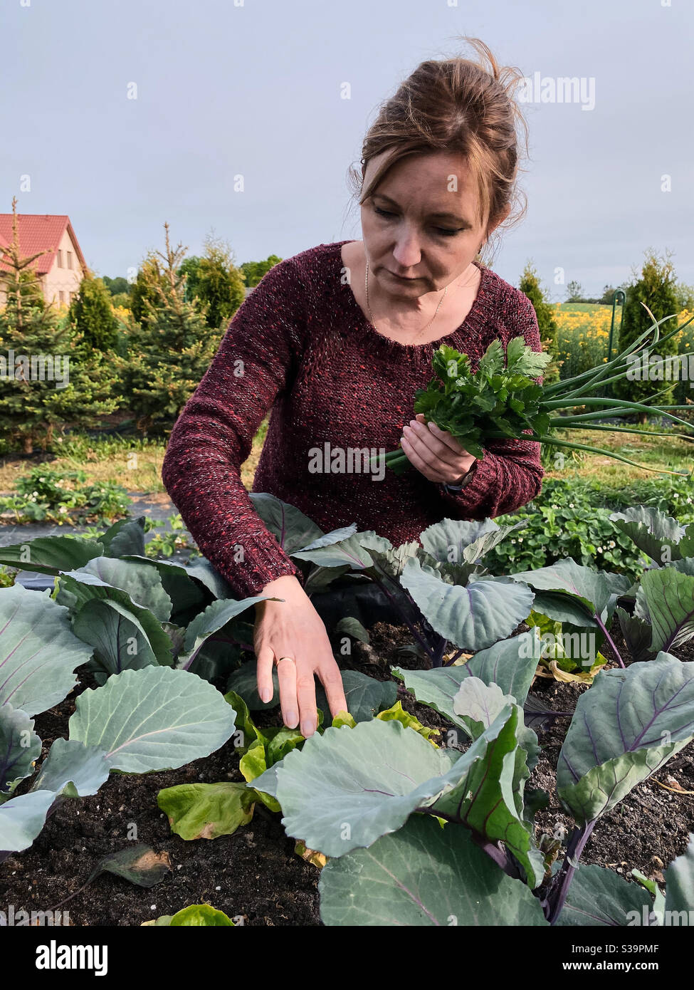 Femme cueillant les légumes, travaillant dans un jardin à la maison dans l'arrière-cour. Des gens honnêtes, des moments réels, des situations authentiques Banque D'Images