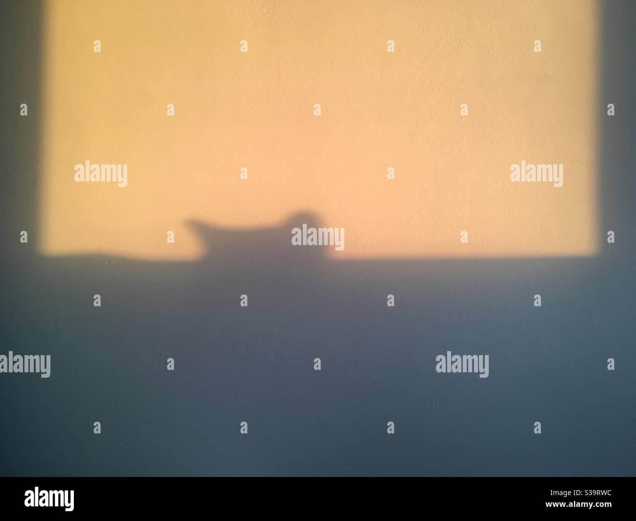 Ombre D Oreilles De Chat Ressemblant A La Tete De Batman Dans La Lumiere Doree Du Soir Projetee Sur Un Mur Blanc A Travers La Fenetre Photo Stock Alamy