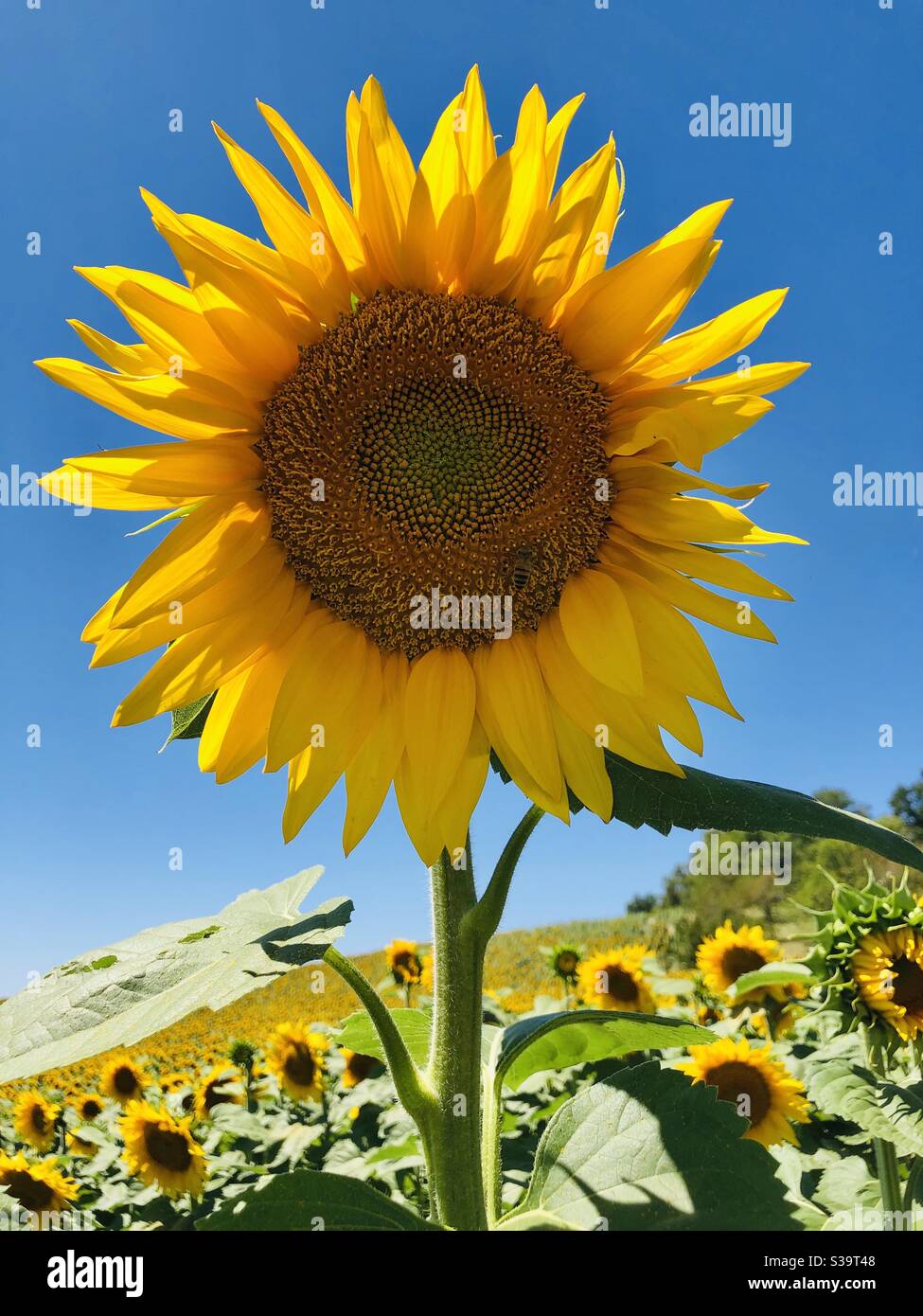 Tournesol unique se tenant à l'extérieur d'un champ de tournesols Banque D'Images