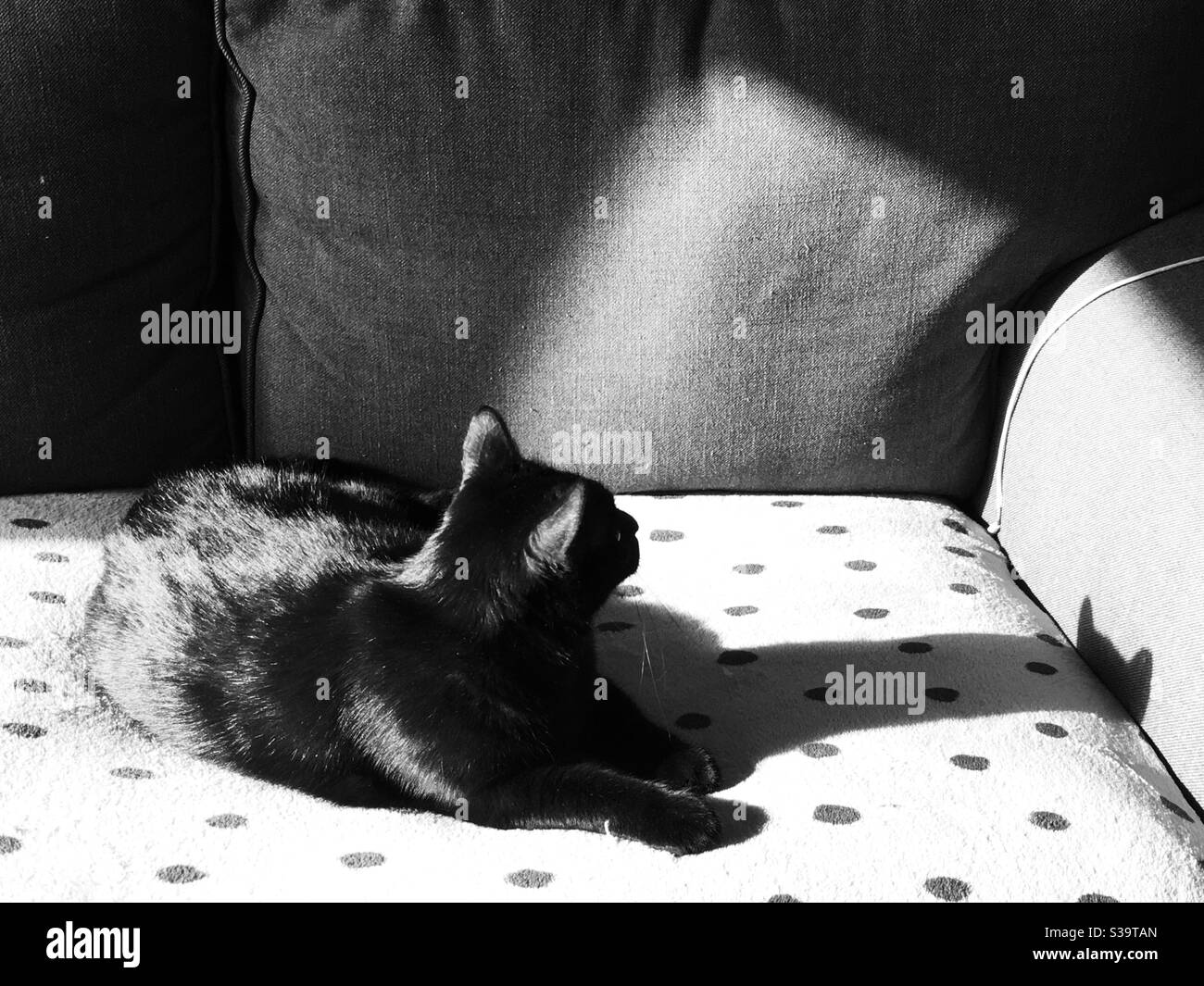 Image en noir et blanc d'un chat noir regardant une ombre de ses propres oreilles dans la lumière du soleil de la fin de l'après-midi Banque D'Images