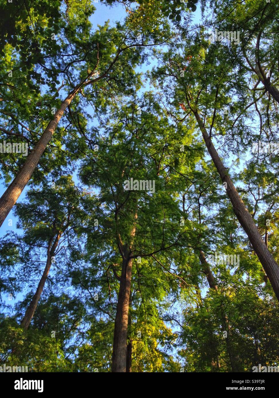 Cypres chauves, rives du Lez, Montpellier France Banque D'Images