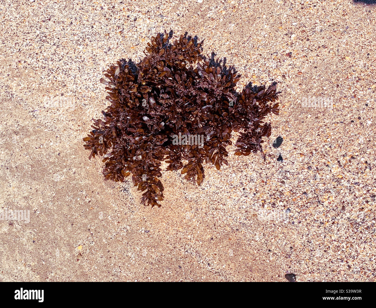 algues sur la plage de sable - Image de stock capturée avec un smartphone