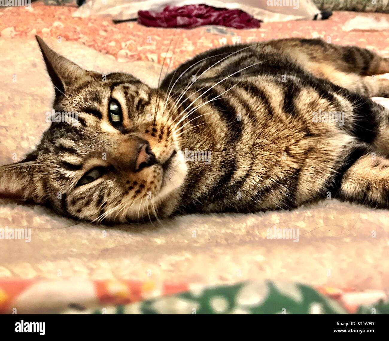 Purining tabby Cat Banque D'Images