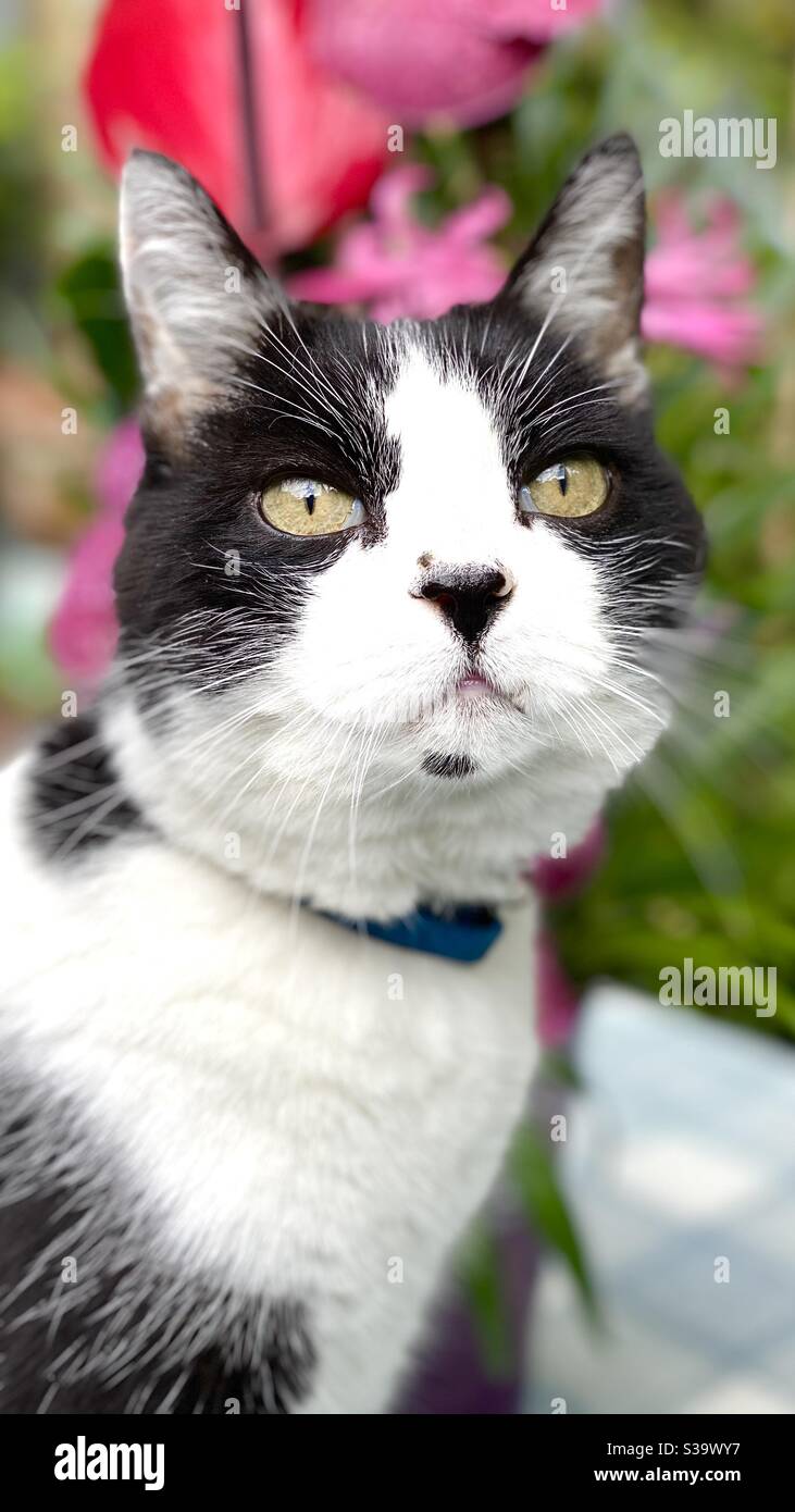 Chat Noir Et Blanc Felix Photo Stock Alamy