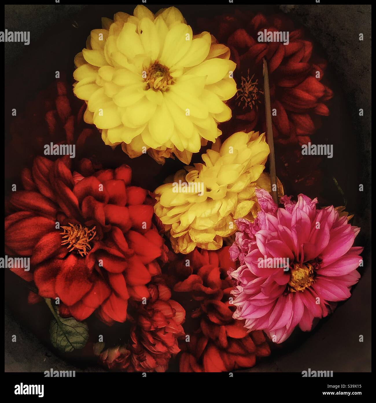 Dahlias à tête morte. Banque D'Images