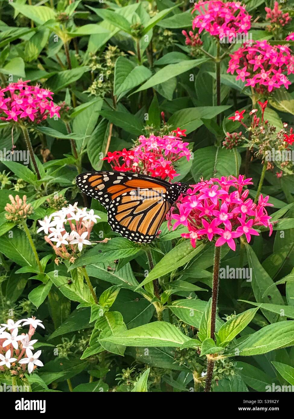 Papillon sur les fleurs - Image de stock capturée avec un smartphone