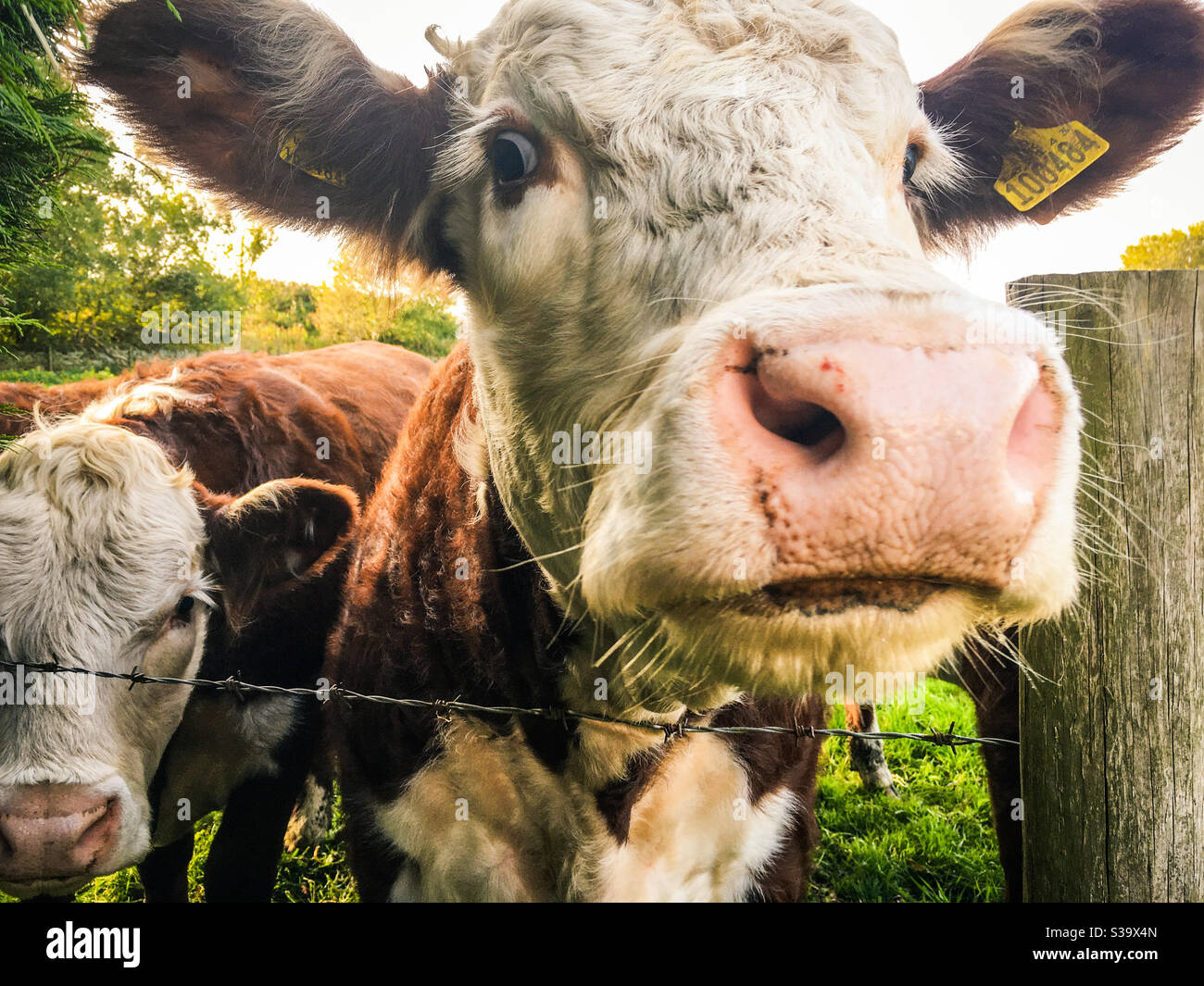 Une génisse du Yorkshire donne sur une clôture barbelée. - Image de stock capturée avec un smartphone