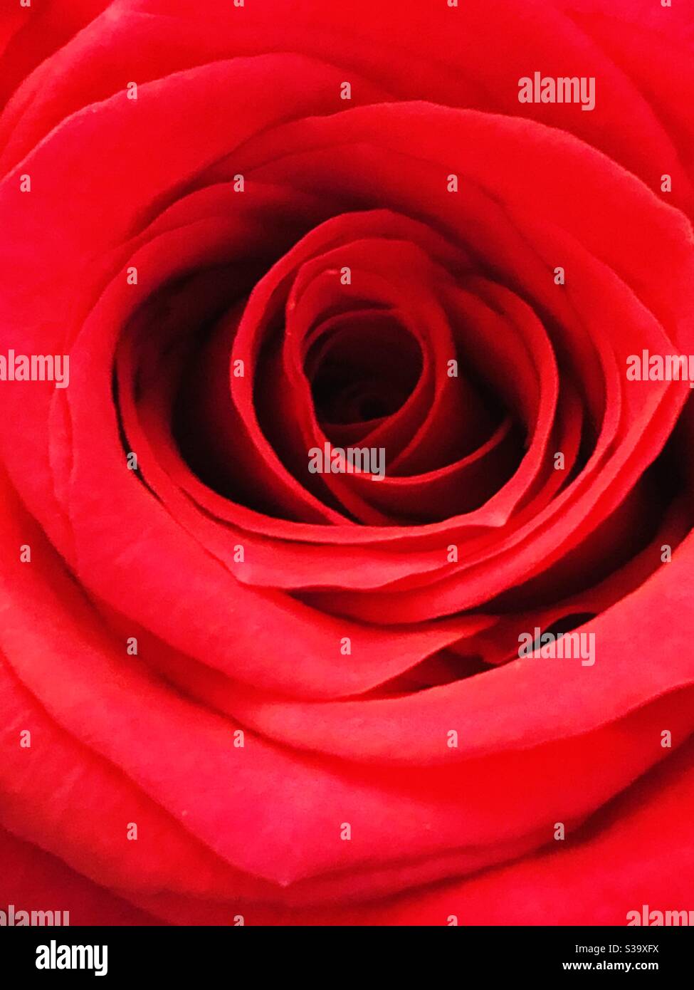 Détail d'une rose rouge. - Image de stock capturée avec un smartphone