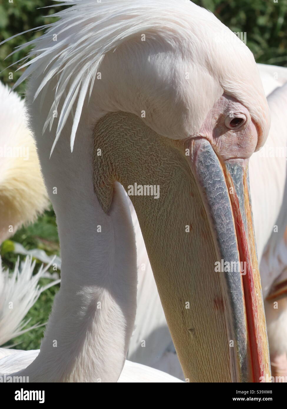 Pelican au soleil - Image de stock capturée avec un smartphone