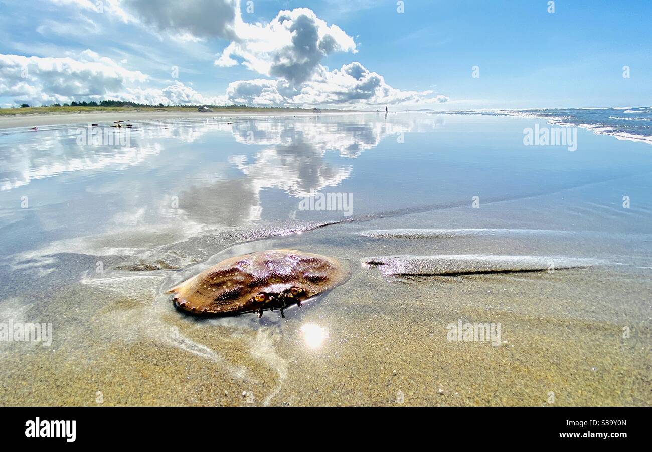 Red Rock Crab Shell pendant la marée entrante à long Beach, Washington, la plus longue plage de sable des États-Unis - Image de stock capturée avec un smartphone