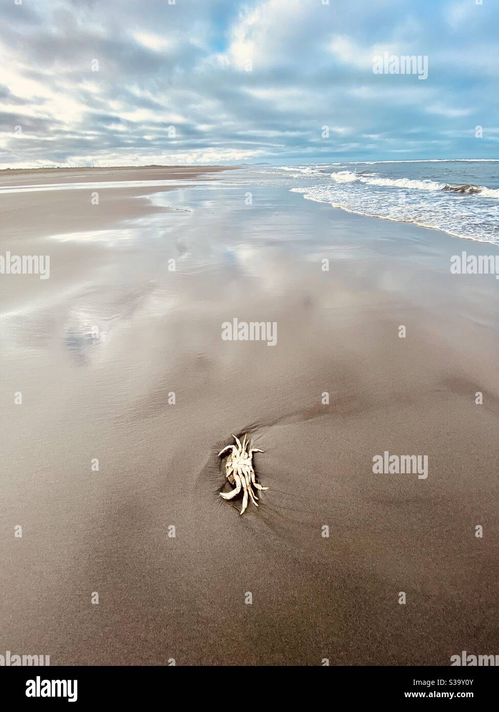 Crabe rouge mort le long de la plage de long Beach Peninsula, la plus longue plage de sable des États-Unis - Image de stock capturée avec un smartphone