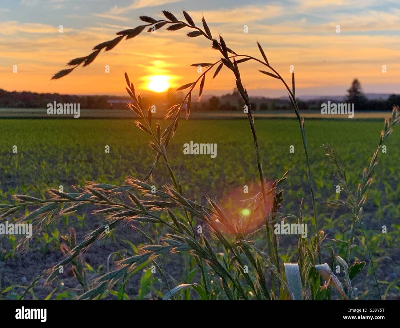 Graines d'herbe au coucher du soleil Banque D'Images