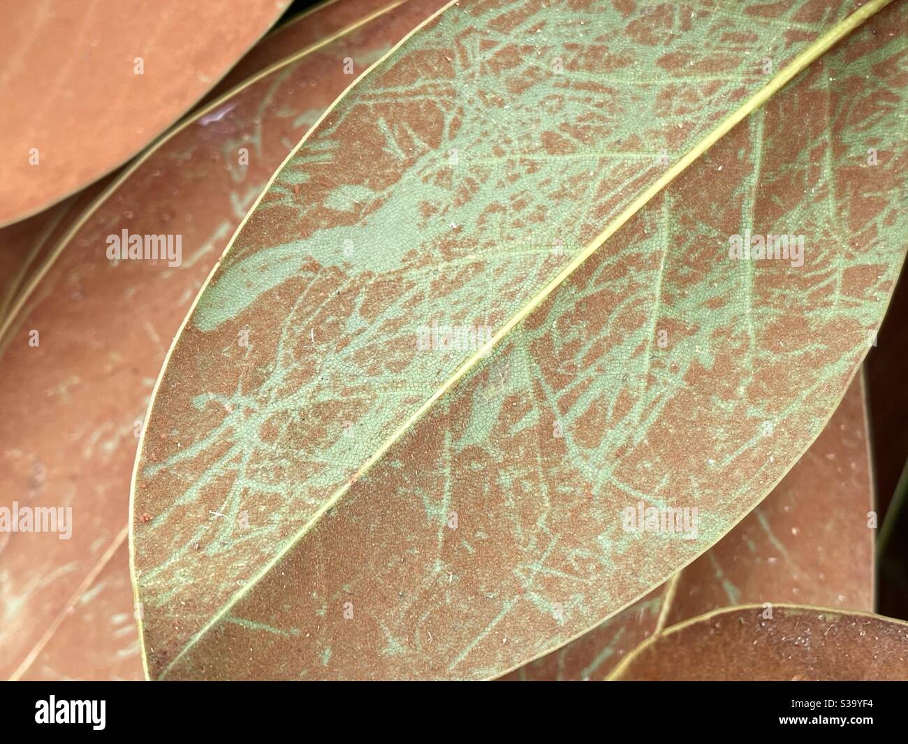 Textures et motifs de la face inférieure d'un magnolia feuille - Image de stock capturée avec un smartphone