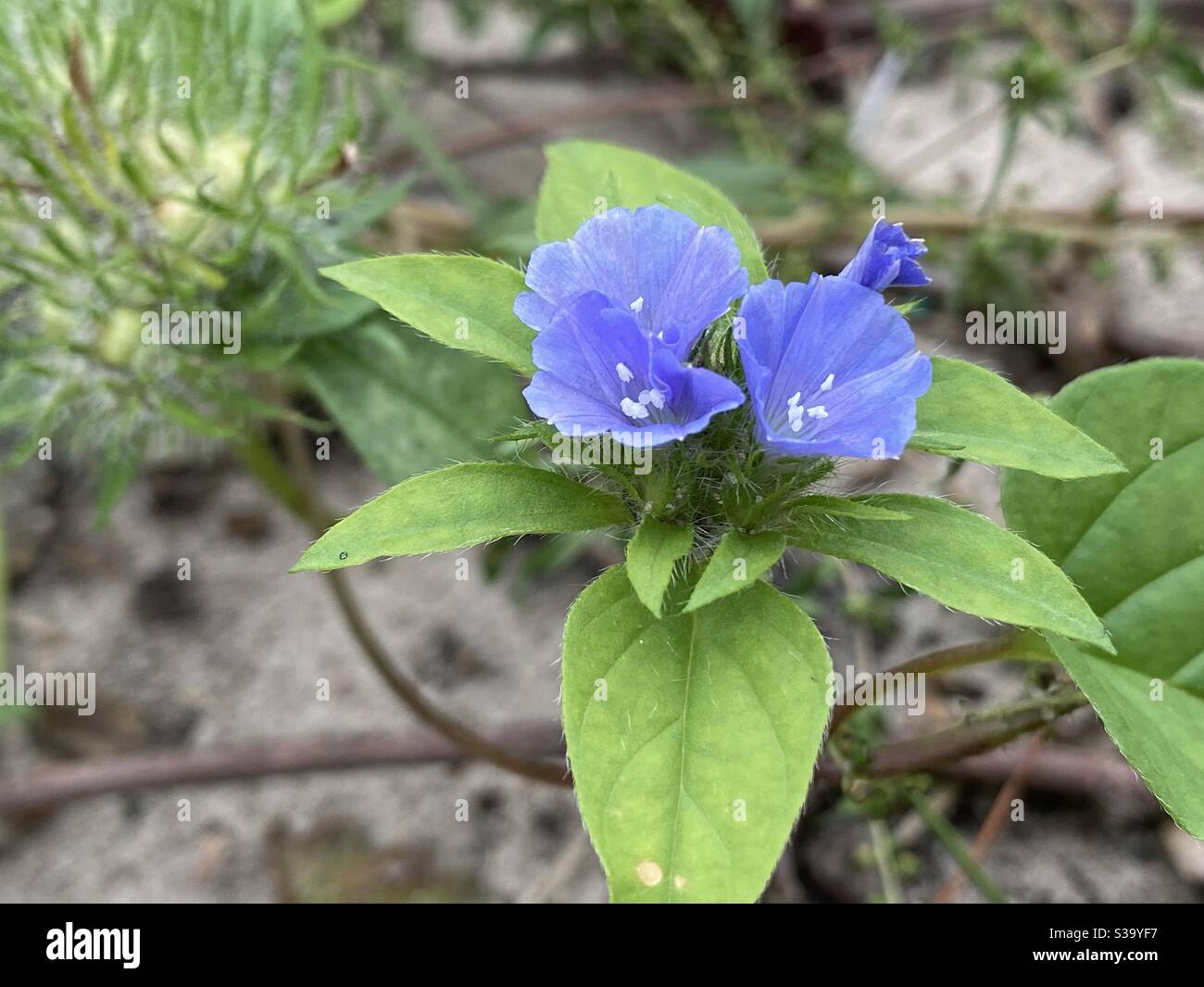 De minuscules fleurs sauvages bleues traînant sur le sol de la forêt Banque D'Images