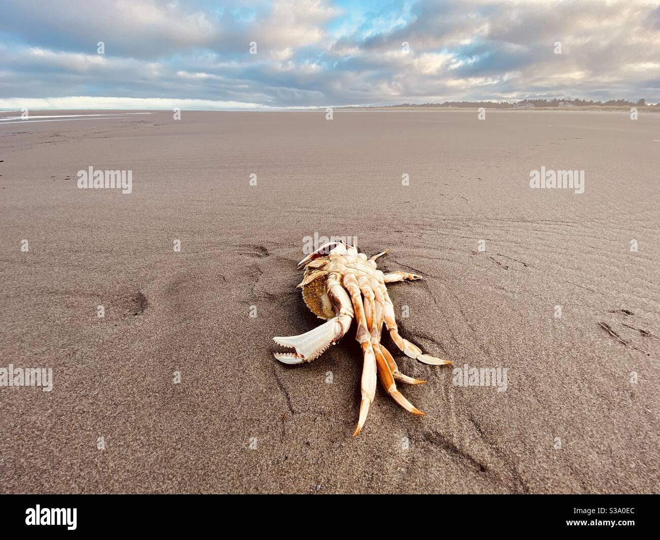 La carcasse de crabe rouge a été lavée à terre à long Beach, Washington, la plus longue plage de sable des États-Unis Banque D'Images