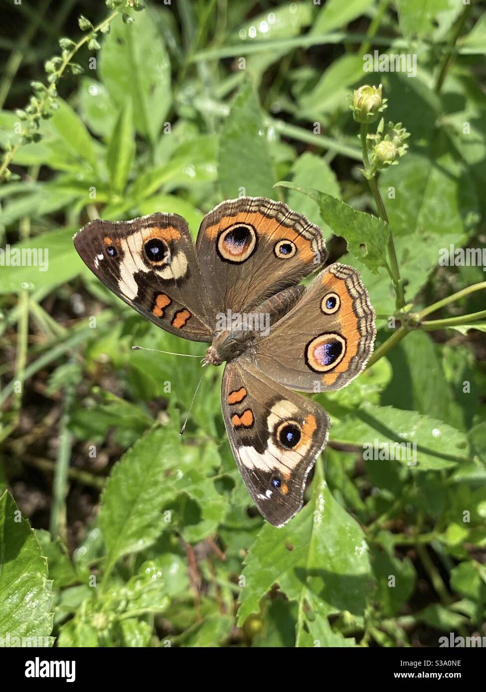 Papillon rouge coloré sur les plantes forestières Banque D'Images