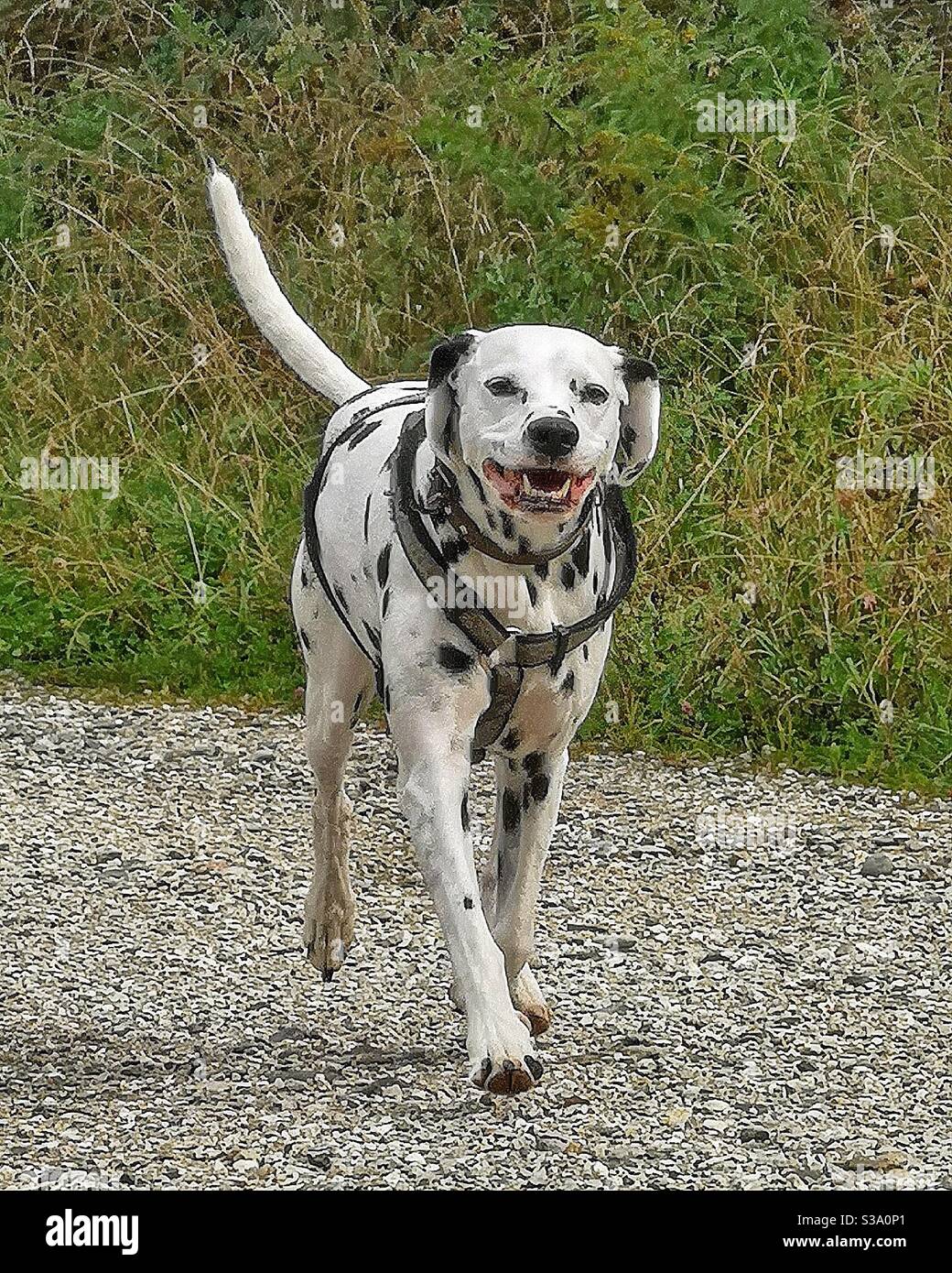 Sympathique chien dalmatien - Image de stock capturée avec un smartphone