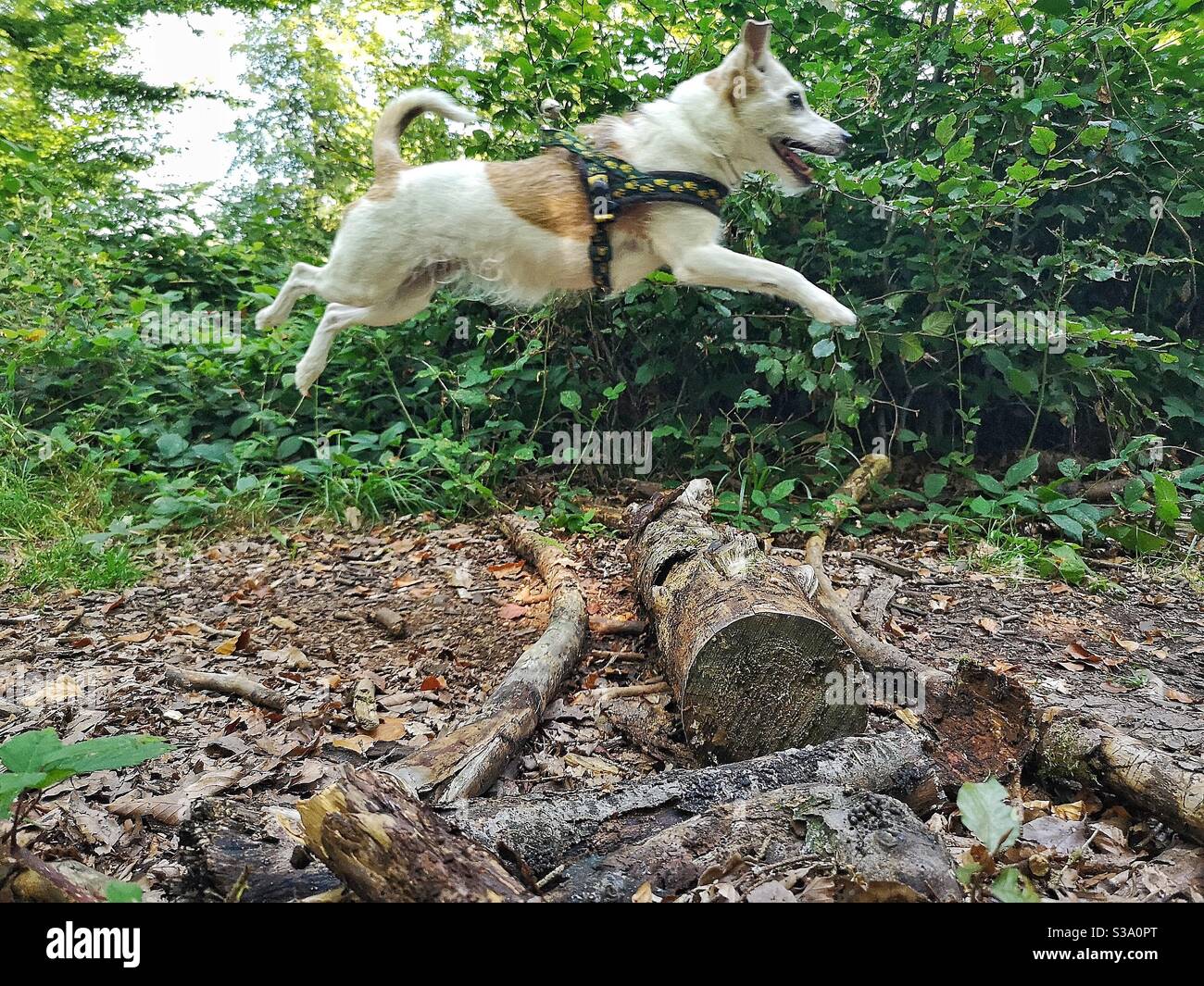 Jack Russell terrier bondissant sur une bûche dans une forêt marcher Banque D'Images