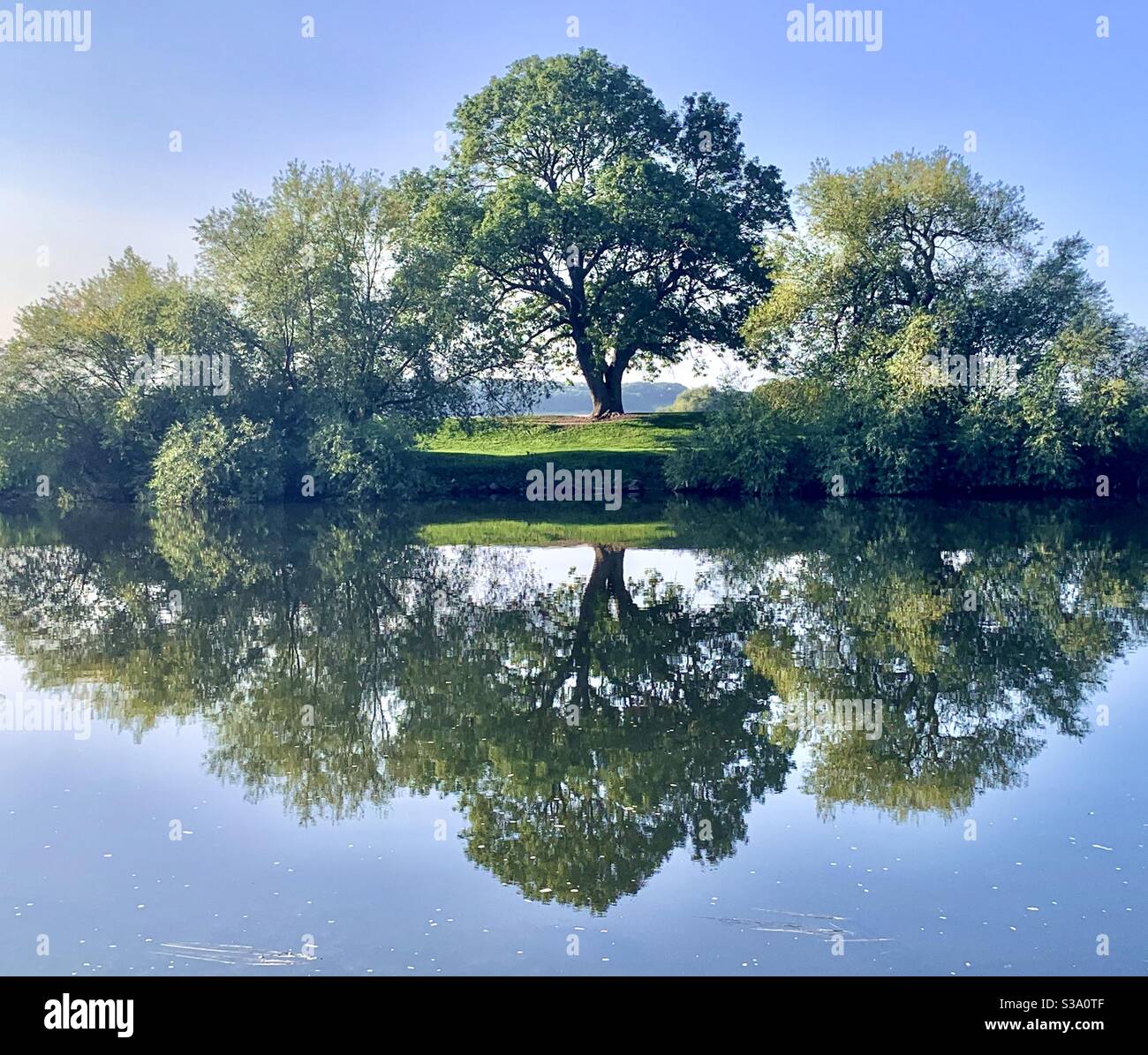 Magnifique reflet symétrique de l'arbre Banque D'Images
