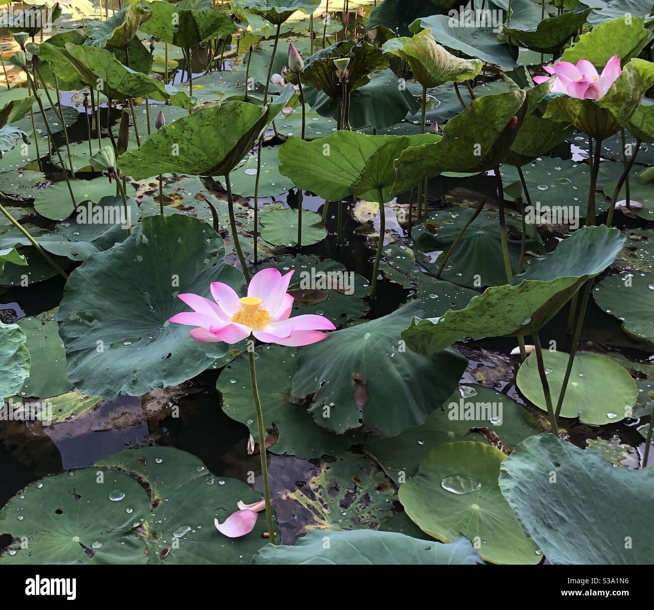 Lotus rose Banque D'Images