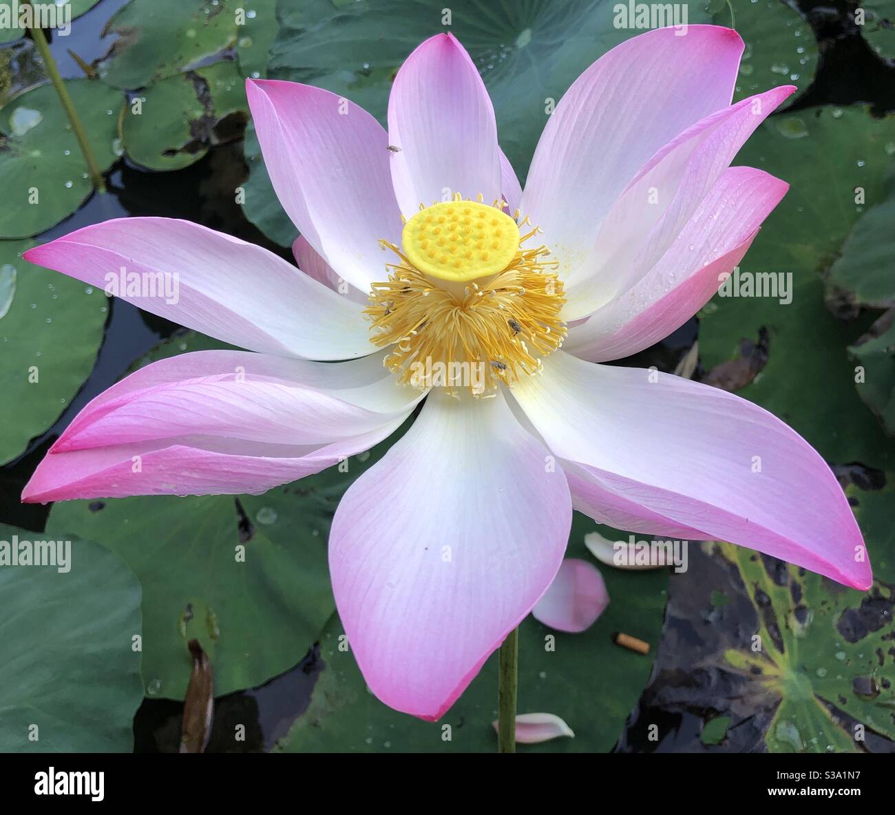 Lotus rose Banque D'Images