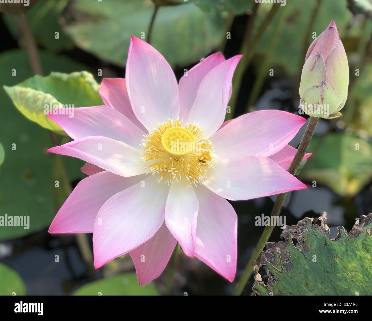 Lotus rose Banque D'Images