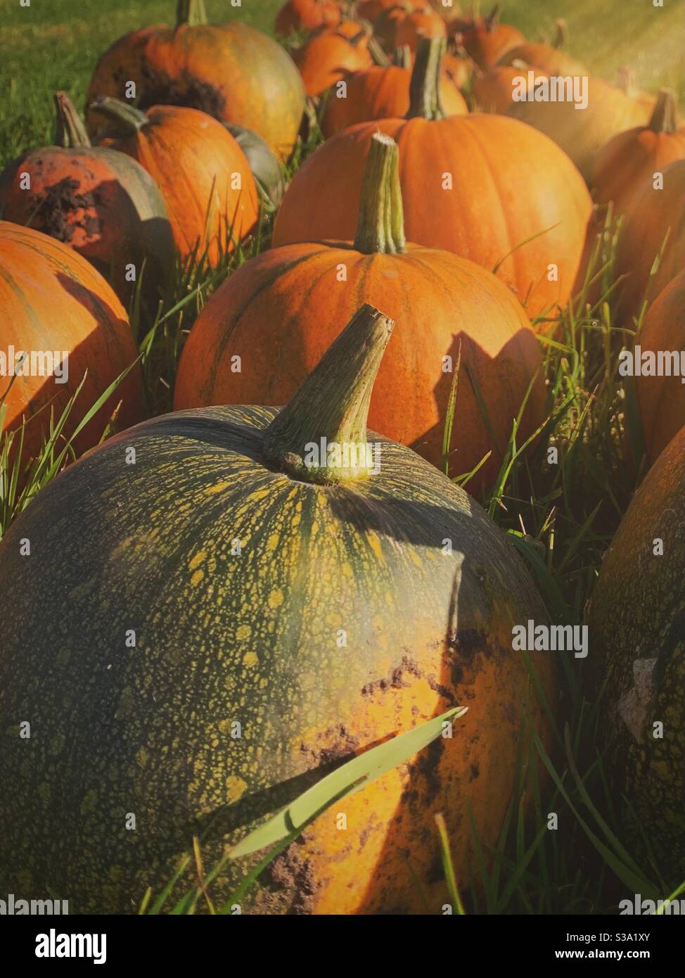 Citrouilles dans un champ. Étiquette de citrouille d'Halloween. Développez votre propre choisissez votre propre Banque D'Images