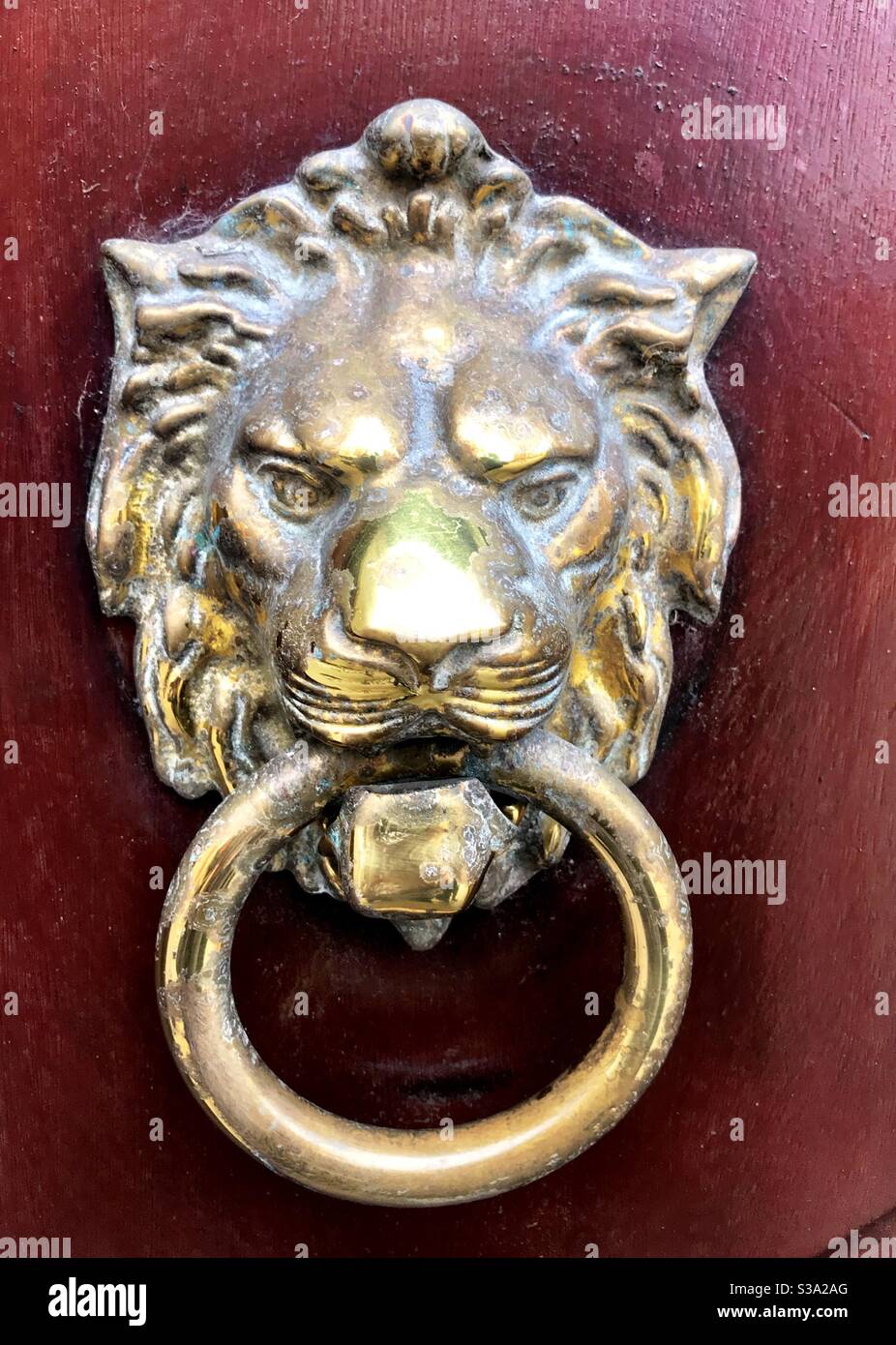 Un knoper de porte à la tête de lions de laiton brillant - Image de stock capturée avec un smartphone