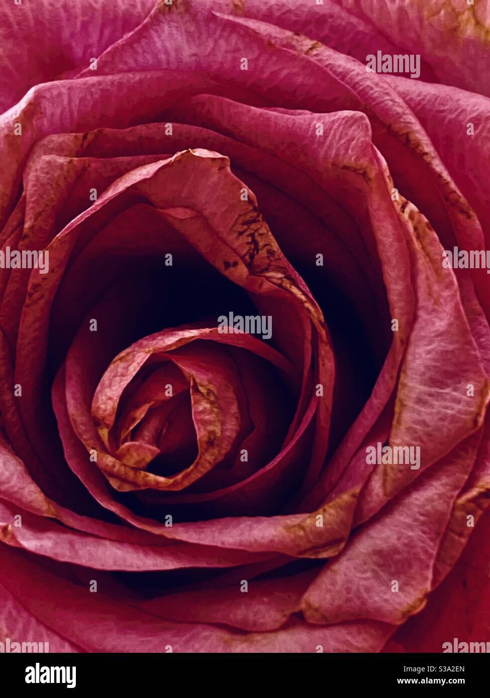 Centre de la rose rouge - gros plan - Image de stock capturée avec un smartphone